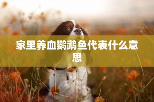 家里養血鸚鵡魚代表什么意思
