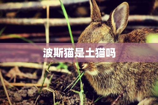 波斯貓是土貓嗎