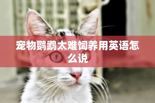 寵物鸚鵡太難飼養用英語怎么說