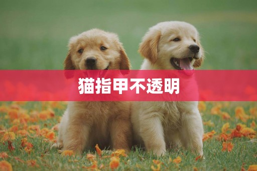貓指甲不透明