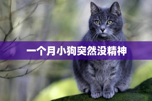 一個月小狗突然沒精神