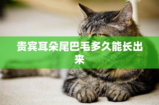 貴賓耳朵尾巴毛多久能長出來