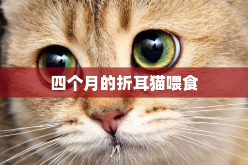 四個月的折耳貓喂食