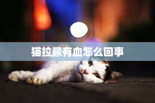 貓拉尿有血怎么回事
