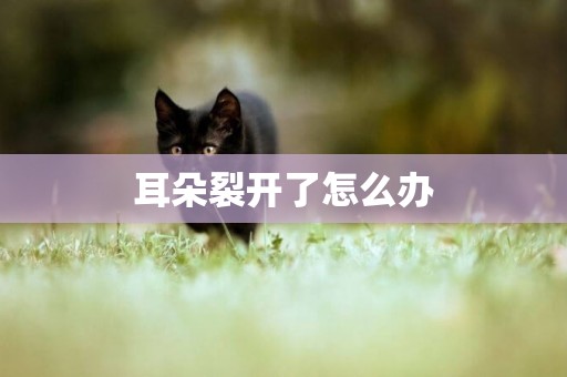 耳朵裂開了怎么辦