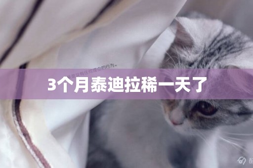 3個月泰迪拉稀一天了