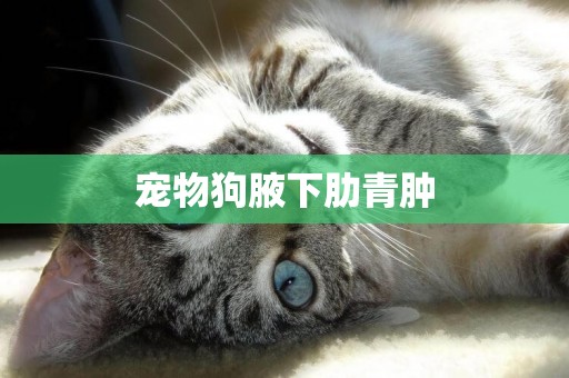 寵物狗腋下肋青腫