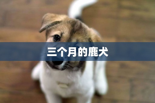 三個月的鹿犬