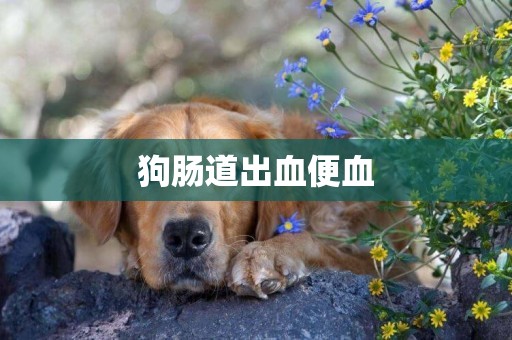 狗腸道出血便血