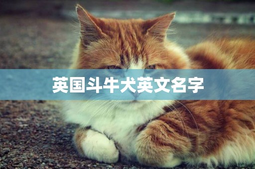 英國斗牛犬英文名字
