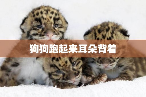 狗狗跑起來耳朵背著