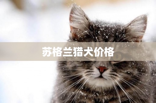 蘇格蘭獵犬價格