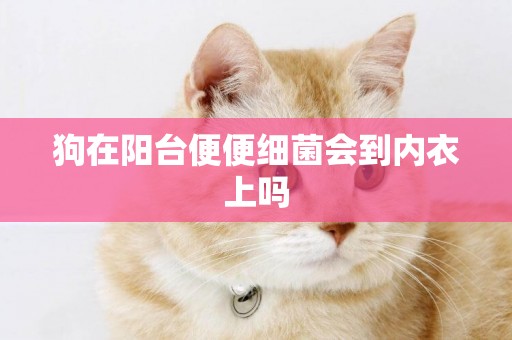 狗在陽臺便便細菌會到內衣上嗎