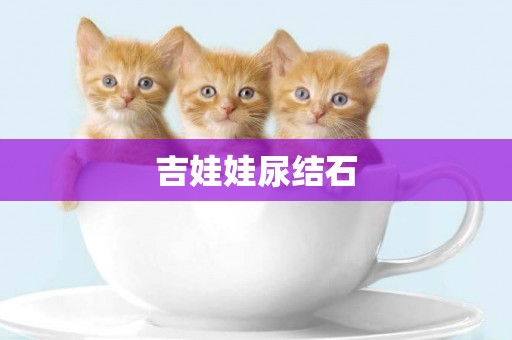 吉娃娃尿結石