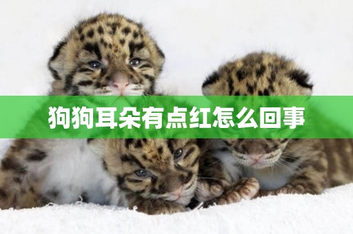 狗狗耳朵有點紅怎么回事