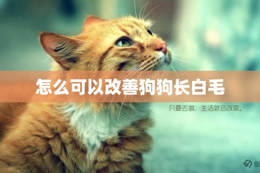 怎么可以改善狗狗長白毛