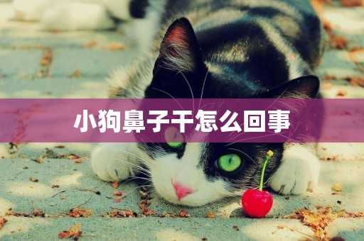 小狗鼻子干怎么回事