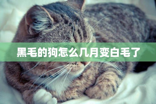 黑毛的狗怎么幾月變白毛了