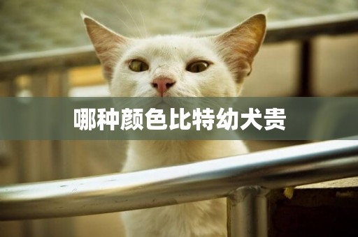 哪種顏色比特幼犬貴