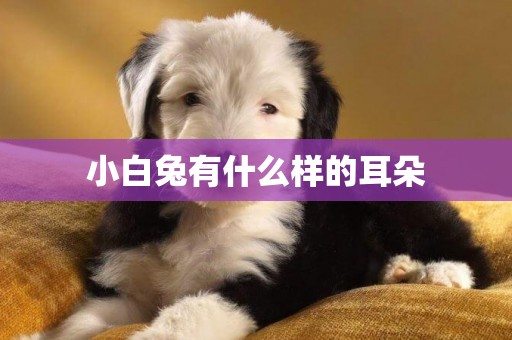 小白兔有什么樣的耳朵