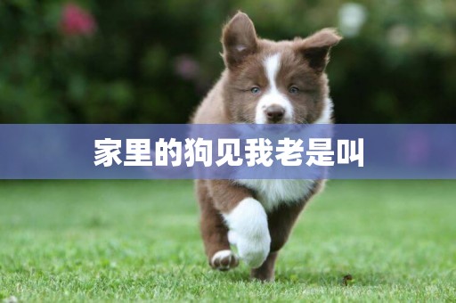 家里的狗見我老是叫