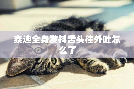 泰迪全身發抖舌頭往外吐怎么了