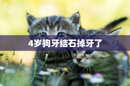 4歲狗牙結石掉牙了