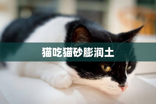貓吃貓砂膨潤土