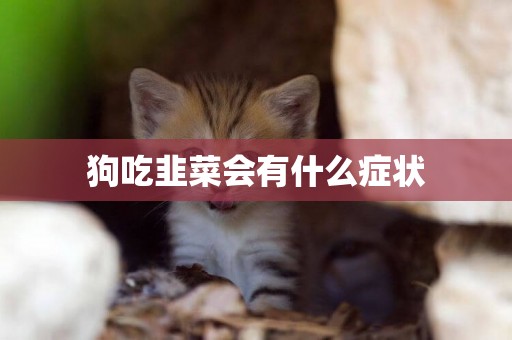 狗吃韭菜會有什么癥狀
