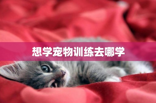 想學寵物訓練去哪學