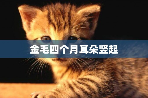 金毛四個月耳朵豎起