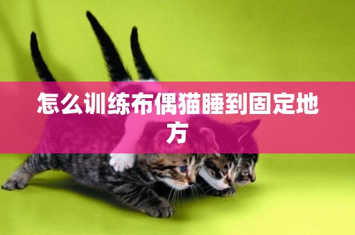 怎么訓練布偶貓睡到固定地方