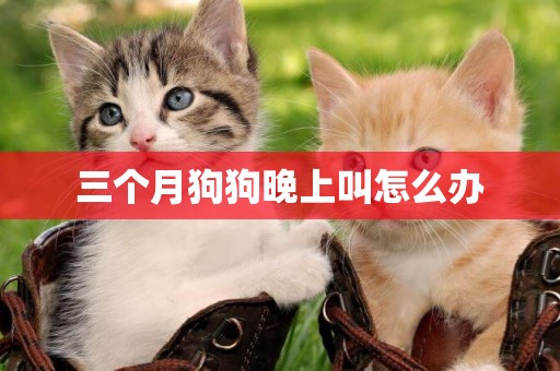 三個月狗狗晚上叫怎么辦
