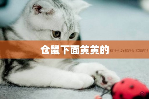 倉鼠下面黃黃的