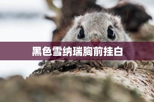 黑色雪納瑞胸前掛白
