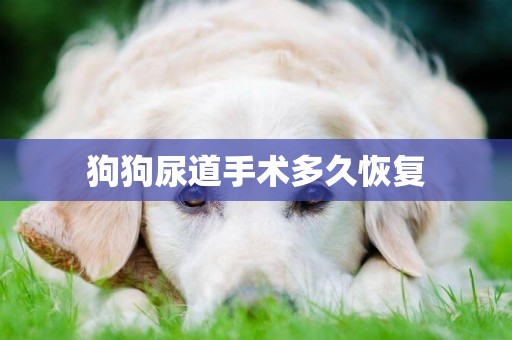 狗狗尿道手術多久恢復