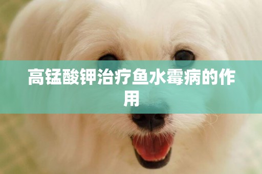 高錳酸鉀治療魚水霉病的作用