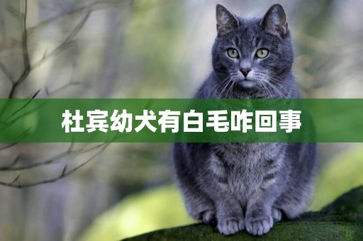 杜賓幼犬有白毛咋回事