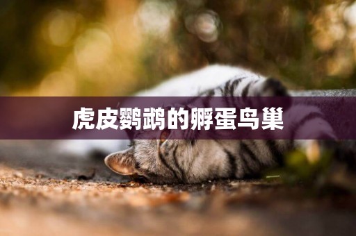 虎皮鸚鵡的孵蛋鳥巢
