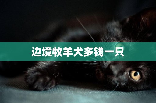邊境牧羊犬多錢一只