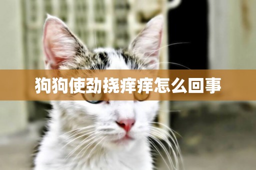 狗狗使勁撓癢癢怎么回事