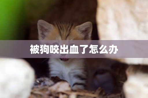 被狗咬出血了怎么辦