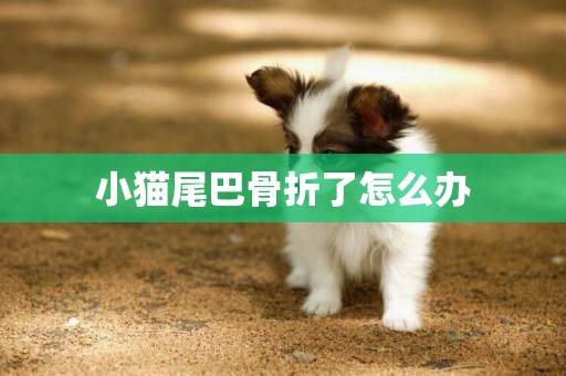 小貓尾巴骨折了怎么辦
