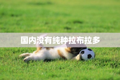 國內沒有純種拉布拉多