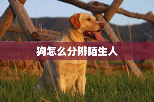 狗怎么分辨陌生人
