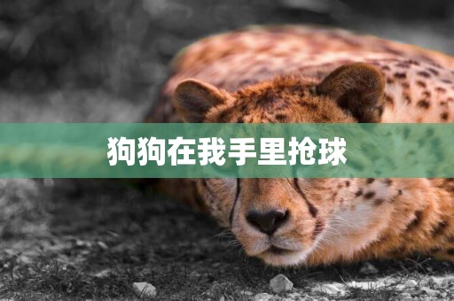 狗狗在我手里搶球