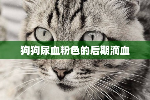 狗狗尿血粉色的后期滴血