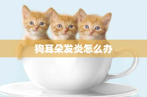 狗耳朵發炎怎么辦