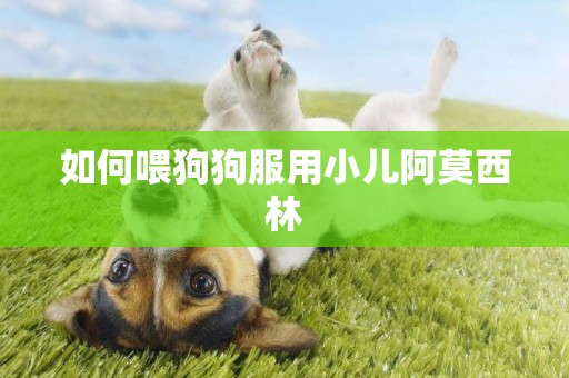 如何喂狗狗服用小兒阿莫西林