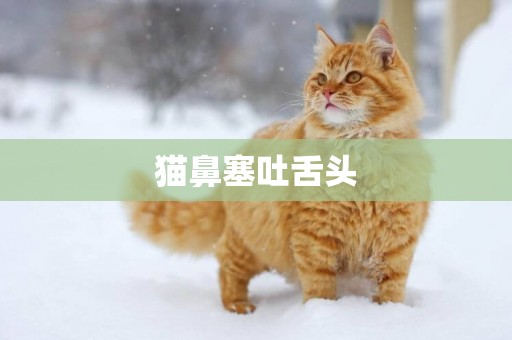 貓鼻塞吐舌頭
